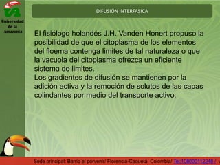 Universidad
de la
Amazonía
DIFUSIÓN INTERFASICA
Sede principal: Barrio el porvenir/ Florencia-Caquetá, Colombia/ Tel:108000112248 / w
El fisiólogo holandés J.H. Vanden Honert propuso la
posibilidad de que el citoplasma de los elementos
del floema contenga limites de tal naturaleza o que
la vacuola del citoplasma ofrezca un eficiente
sistema de limites.
Los gradientes de difusión se mantienen por la
adición activa y la remoción de solutos de las capas
colindantes por medio del transporte activo.
 