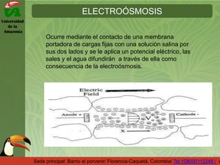 Universidad
de la
Amazonía
ELECTROÓSMOSIS
Sede principal: Barrio el porvenir/ Florencia-Caquetá, Colombia/ Tel:108000112248 / w
Ocurre mediante el contacto de una membrana
portadora de cargas fijas con una solución salina por
sus dos lados y se le aplica un potencial eléctrico, las
sales y el agua difundirán a través de ella como
consecuencia de la electroósmosis.
 