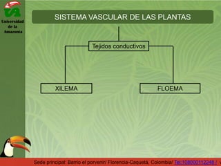 Universidad
de la
Amazonía
SISTEMA VASCULAR DE LAS PLANTAS
Sede principal: Barrio el porvenir/ Florencia-Caquetá, Colombia/ Tel:108000112248 / w
Tejidos conductivos
XILEMA FLOEMA
 