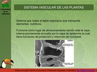 Universidad
de la
Amazonía
SISTEMA VASCULAR DE LAS PLANTAS
Sede principal: Barrio el porvenir/ Florencia-Caquetá, Colombia/ Tel:108000112248 / w
Sistema que rodea el tejido esponjoso que transporta
elementos nutritivos.
Funciona como lugar de almacenamiento siendo esta la capa
interna previamente envuelta por la capa de epidermis la cual
tiene funciones de protección y retención de humedad.
 