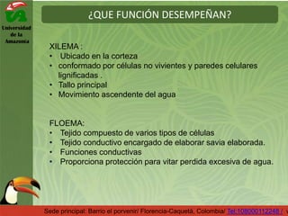 Universidad
de la
Amazonía
¿QUE FUNCIÓN DESEMPEÑAN?
Sede principal: Barrio el porvenir/ Florencia-Caquetá, Colombia/ Tel:108000112248 / w
XILEMA :
• Ubicado en la corteza
• conformado por células no vivientes y paredes celulares
lignificadas .
• Tallo principal
• Movimiento ascendente del agua
FLOEMA:
• Tejido compuesto de varios tipos de células
• Tejido conductivo encargado de elaborar savia elaborada.
• Funciones conductivas
• Proporciona protección para vitar perdida excesiva de agua.
 