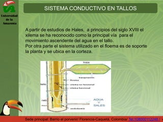 Universidad
de la
Amazonía
SISTEMA CONDUCTIVO EN TALLOS
Sede principal: Barrio el porvenir/ Florencia-Caquetá, Colombia/ Tel:108000112248 / w
A partir de estudios de Hales, a principios del siglo XVIII el
xilema se ha reconocido como la principal vía para el
movimiento ascendente del agua en el tallo.
Por otra parte el sistema utilizado en el floema es de soporte
la planta y se ubica en la corteza.
 