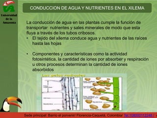 Universidad
de la
Amazonía
CONDUCCION DE AGUA Y NUTRIENTES EN EL XILEMA
Sede principal: Barrio el porvenir/ Florencia-Caquetá, Colombia/ Tel:108000112248 / w
La conducción de agua en las plantas cumple la función de
transportar nutrientes y sales minerales de modo que esta
fluya a través de los tubos cribosos.
• El tejido del xilema conduce agua y nutrientes de las raíces
hasta las hojas
• Componentes y características como la actividad
fotosintética, la cantidad de iones por absorber y respiración
u otros procesos determinan la cantidad de iones
absorbidos
 