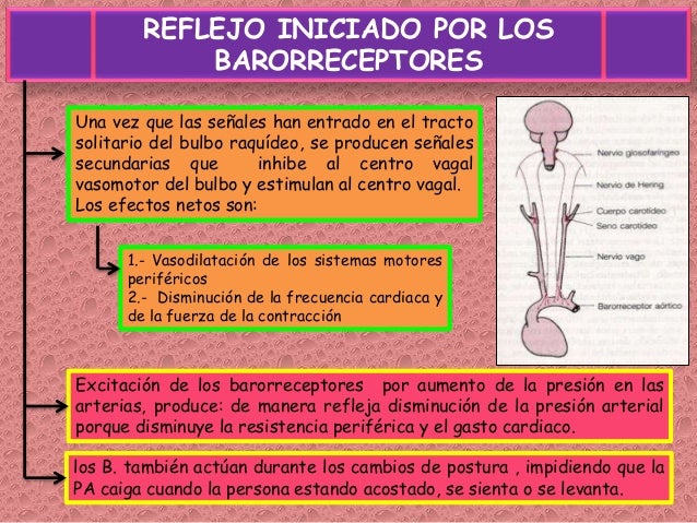 Resultado de imagen para Función de los barorreceptores durante los cambios de postura del cuerpo.