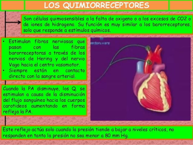 Resultado de imagen para Control de la presión arterial por los quimiorreceptores carotÃdeos y aórticos: efecto de la falta de oxÃgeno sobre la presión arterial.