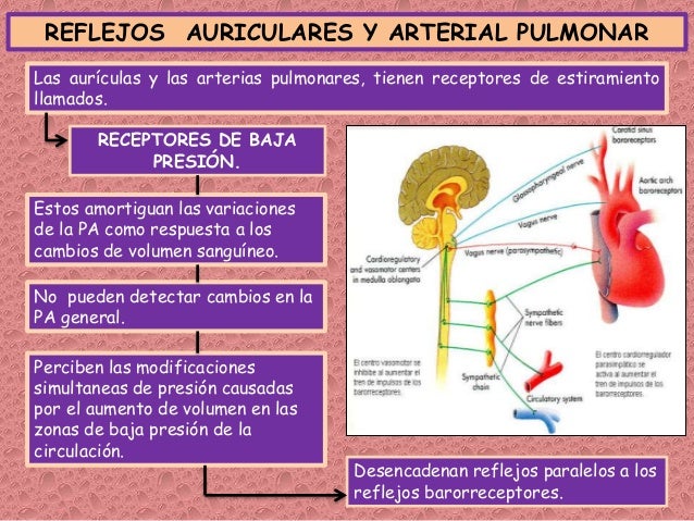 Resultado de imagen para reflejos auriculares