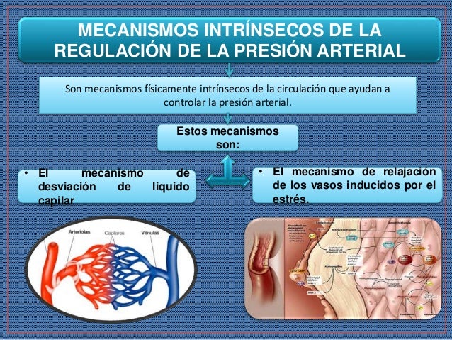 Mecanismos De Regulacion De La Presion Arterial