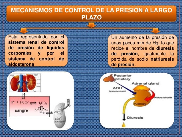 MECANISMOS INTERMEDIOS DE REGULACIÓN DE LA PRESIÓN ARTERIAL