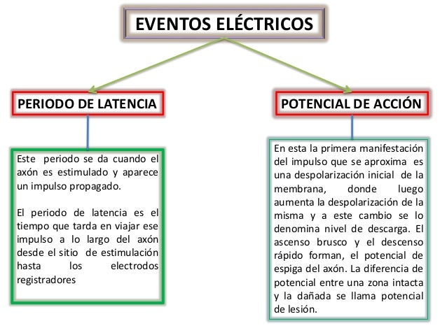 FISIOLOGÍA DE LAS CÉLULAS NERVIOSAS Y MUSCULARES FISIOLOGÍA DE LAS CÉLULAS NERVIOSAS Y MUSCULARES