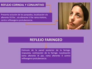 REFLEJO CORNEAL Y CONJUNTIVO
Presenta oclusión de los parpados, localización vía
aferente VII Par , vía eferente V Par rama motora,
centro reflexogeno protuberancia.
REFLEJO FARINGEO
Estimulo de la pared posterior de la faringe,
respuesta, contracción de la faringe. Localización
rama aferente IX par, rama eferente X centro
reflexogeno protuberancia.
 