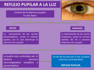 REFLEJO PUPILAR A LA LUZ
Control de la abertura pupilar.
En dos fases:
MIOSIS MIDRIASIS
La estimulación de los nervios
parasimpáticos, excita el esfínter
pupilar, con lo cual disminuye la
abertura de la pupila
La estimulación de los nervio
simpáticos, excita los nervios
radiales del iris y provoca
dilatación de la pupila
La pupila esta controlada por el
sistema nervioso
neurovegetativo simpático y
parasimpático.
Un haz de luz pasa por el ojo, la pupila
reacciona contrayéndose.
REFLEJO PUPILAR.
 