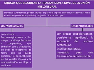 DROGAS QUE BLOQUEAN LA TRANSMISIÓN A NIVEL DE LA UNIÓN
MIELONEURAL
Llamadas curariformes, pueden impedir el paso del impulso desde la placa terminal hacia
el musculo provocando parálisis y relajación. Son de dos tipos:
LOS PAQUICURARES LOS LEPTUCURARES
corresponde
farmacológicamente a las
drogas antidespolarizantes
o competitivas, que
compiten con la acetilcolina
en sitios de receptores, de
forma que no puede
aumentar la permeabilidad
de los canales iónicos y la
despolarización no llega a
realizarse.
son drogas despolarizantes,
persistente impidiendo la
secuencia del sistema
acetilcolina-
acetilcolinesterasa,
necesario para una
transmisión neuromuscular.
 