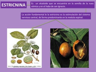 ESTRICNINA Es un alcaloide que se encuentra en la semilla de la nuez
vómica y en el haba de san Ignacio.
La acción fundamental le la estricnina es la estimulación del sistema
nervioso central, de forma predominante en la medula espinal.
 