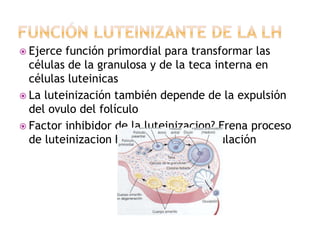  Cuerpo lúteo.- órgano con enorme capacidad 
secretora (progesterona y estrógenos) 
 Después de actuar la LH convertir c...