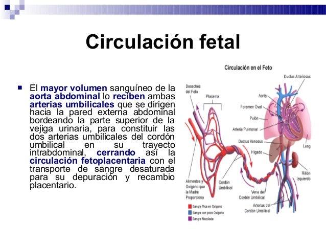 Fisiología fetal - Fisiopatológica I, Primera Parcial