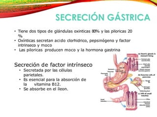 DIAPOSITIVAS DE LA FISIOLOGIA GASTROINTESTINAL | PPTX