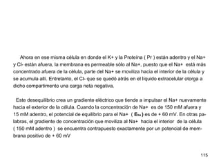115
Ahora en ese misma célula en donde el K+ y la Proteína ( Pr ) están adentro y el Na+
y Cl- están afuera, la membrana es permeable sólo al Na+, puesto que el Na+ está más
concentrado afuera de la célula, parte del Na+ se moviliza hacia el interior de la célula y
se acumula allí. Entretanto, el Cl- que se quedó atrás en el líquido extracelular otorga a
dicho compartimento una carga neta negativa.
Este desequilibrio crea un gradiente eléctrico que tiende a impulsar el Na+ nuevamente
hacia el exterior de la célula. Cuando la concentración de Na+ es de 150 mM afuera y
15 mM adentro, el potencial de equilibrio para el Na+ ( ENa ) es de + 60 mV. En otras pa-
labras, el gradiente de concentración que moviliza al Na+ hacia el interior de la célula
( 150 mM adentro ) se encuentra contrapuesto exactamente por un potencial de mem-
brana positivo de + 60 mV
 