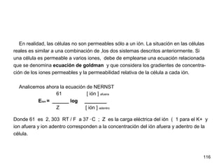 116
En realidad, las células no son permeables sólo a un ión. La situación en las células
reales es similar a una combinación de ,los dos sistemas descritos anteriormente. Si
una célula es permeable a varios iones, debe de emplearse una ecuación relacionada
que se denomina ecuación de goldman y que considera los gradientes de concentra-
ción de los iones permeables y la permeabilidad relativa de la célula a cada ión.
Analicemos ahora la ecuación de NERNST
61 [ ión ] afuera
Eion = ______ log ________
Z [ ión ] adentro
Donde 61 es 2, 303 RT / F a 37 ° C ; Z es la carga eléctrica del ión ( 1 para el K+ y
ion afuera y ion adentro corresponden a la concentración del ión afuera y adentro de la
célula.
 