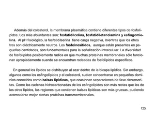 125
Además del colesterol, la membrana plasmática contiene diferentes tipos de fosfolí-
pidos. Los más abundantes son: fosfatidilcolina, fosfatidiletanolamina y esfingomie-
lina. Al pH fisiológico, la fosfatidilserina tiene carga negativa, mientras que los otros
tres son eléctricamente neutros. Los fosfoinosítidos, aunque están presentes en pe-
queñas cantidades, son fundamentales para la señalización intracelular. La diversidad
de fosfolípidos posiblemente radica en que muchas proteínas membranales sólo funcio-
nan apropiadamente cuando se encuentran rodeadas de fosfolípidos específicos.
En general los lípidos se distribuyen al azar dentro de la bicapa lipídica. Sin embargo,
algunos como los esfingolípidos y el colesterol, suelen concentrarse en pequeños domi-
nios conocidos como balsas lipídicas, que ocasionan separaciones de fase circunscri-
tas. Como las cadenas hidrocarbonadas de los esfingolipidos son más rectas que las de
los otros lípidos, las regiones que contienen balsas lipídicas son más gruesas, pudiendo
acomodarse mejor ciertas proteínas transmembranales.
 