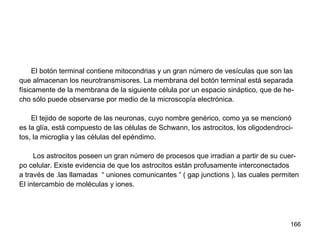 166
El botón terminal contiene mitocondrias y un gran número de vesículas que son las
que almacenan los neurotransmisores. La membrana del botón terminal está separada
físicamente de la membrana de la siguiente célula por un espacio sináptico, que de he-
cho sólo puede observarse por medio de la microscopía electrónica.
El tejido de soporte de las neuronas, cuyo nombre genérico, como ya se mencionó
es la glía, está compuesto de las células de Schwann, los astrocitos, los oligodendroci-
tos, la microglia y las células del epéndimo.
Los astrocitos poseen un gran número de procesos que irradian a partir de su cuer-
po celular. Existe evidencia de que los astrocitos están profusamente interconectados
a través de .las llamadas “ uniones comunicantes “ ( gap junctions ), las cuales permiten
El intercambio de moléculas y iones.
 