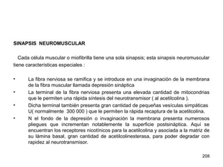 208
SINAPSIS NEUROMUSCULAR
Cada célula muscular o miofibrilla tiene una sola sinapsis; esta sinapsis neuromuscular
tiene características especiales :
• La fibra nerviosa se ramifica y se introduce en una invaginación de la membrana
de la fibra muscular llamada depresión sináptica
• La terminal de la fibra nerviosa presenta una elevada cantidad de mitocondrias
que le permiten una rápida síntesis del neurotransmisor ( al acetilcolina ).
• Dicha terminal también presenta gran cantidad de pequeñas vesículas simpáticas
U( normalmente 300 000 ) que le permiten la rápida recaptura de la acetilcolina.
• N el fondo de la depresión o invaginación la membrana presenta numerosos
pliegues que incrementan notablemente la superficie postsináptica. Aquí se
encuentran los receptores nicotínicos para la acetilcolina y asociada a la matriz de
su lámina basal, gran cantidad de acetilcolinesterasa, para poder degradar con
rapidez al neurotransmisor.
 