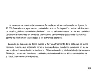212
La molécula de miosina también está formada por otras cuatro cadenas ligeras de
20 000 Da cada una, que forman parte de la cabeza. En la porción central del filamento
de miosina, yh hasta una distancia de 0.2 µm, no existen cabezas de manera periódica,
ubicándose inclinadas en todas las direcciones, demodo que quedan las colas hacia
dentro del filamento y las cabezas a los extremos laterales.
La unión de las colas se llama cuerpo y hay una fragmento de la cola que no forma
parte del cuerpo, que sobresale como si fuera un brazo, quedando la cabeza en su ex
tremo, de ahí que se le denomine brazo. El brazo tiene la posibilidad de doblarse sobre
El cuerpo , y a su vez la cabeza puede doblarse sobre el brazo. Al conjunto de brazo
y cabeza se le denomina puente.
 
