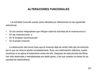 222
ALTERACIONES FUNCIONALES
La actividad muscular puede verse afectada por alteraciones en las siguientes
estructuras :
• En los centros integradores que influyen sobre la actividad de la motoneurona α
• En las motoneuronas α
• En la sinapsis neuromuscular
• En el propio músculo
La destrucción del nervio hace que el músculo deje de recibir todo tipo de estímulo,
por lo que se inicia la atrofia inmediatamente. Esta, con estimulación eléctrica, puede
revertirse si se aplica el tratamiento antes del año. Después de este período las fibras
han sido destruidas y reemplazadas por tejido graso, y las que quedan no tienen la ca-
pacidad de hipertrofiarse.
 
