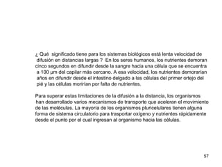 57
¿ Qué significado tiene para los sistemas biológicos está lenta velocidad de
difusión en distancias largas ? En los seres humanos, los nutrientes demoran
cinco segundos en difundir desde la sangre hacia una célula que se encuentra
a 100 µm del capilar más cercano. A esa velocidad, los nutrientes demorarían
años en difundir desde el intestino delgado a las células del primer ortejo del
pié y las células morirían por falta de nutrientes.
Para superar estas limitaciones de la difusión a la distancia, los organismos
han desarrollado varios mecanismos de transporte que aceleran el movimiento
de las moléculas. La mayoría de los organismos pluricelulares tienen alguna
forma de sistema circulatorio para trasportar oxígeno y nutrientes rápidamente
desde el punto por el cual ingresan al organismo hacia las células.
 