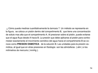 74
¿ Cómo puede medirse cuantitativamente la ósmosis ? Un método se representa en
la figura, se coloca un pistón dentro del compartimento B, que tiene una concentración
de soluto mas alta que el compartimento A. Al presionar sobre el pistón, puede evitarse
que el agua fluya desde A hacia B. La presión que debe aplicarse al pistón para contra-
rrestar exactamente el movimiento osmótico del agua hacia el compartimento B se co-
noce como PRESION OSMOTICA de la solución B. Las unidades para la presión os-
mótica, al igual que en otras presiones en fisiología son las atmósferas ( atm ) o los
milímetros de mercurio ( mmHg ).
 