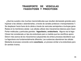 95
TRANSPORTE DE VESICULAS
FAGOCITOSIS Y PINOCITOSIS
¿Qué les sucede a las muchas macromoléculas que resultan demasiado grandes para
Ingresar a las células o abandonarlas, a través de canales proteicos o transportadores ?.
Se desplazan hacia fuera de la célula a través de vesículas semejantes a burbujas gene-
Radas en la membrana celular. Las células utilizan dos mecanismos básicos para impor-
Portar moléculas y partículas grandes : fagocitosis y endocitosis. Alguna vez la fago-
Citosis fué considerada un tipo de endocitosis pero a medida que los científicos apren-
Dieron más acerca de los mecanismos subyacentes de ambos procesos decidieron que
La fagocitosis era fundamentalmente diferente. Las sustancias abandonan las células
Mediante el proceso conocido como exocitosis, un proceso similar a la endocitosis pero
En sentido inverso.
 