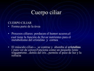 Cuerpo ciliar  CUERPO CILIAR Forma parte de la úvea Procesos ciliares: porducen el humor acuoso,el cual tiene la función de llevar nutrientes para el metabolismo del cristalino  y  cornea El músculo ciliar---  se contrae y  abomba al  cristalino  ( para ver de cerca).Funciona como un pequeño lente  transparente , detrás del iris , permite el paso de luz y la refracta  