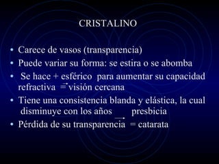 CRISTALINO Carece de vasos (transparencia) Puede variar su forma: se estira o se abomba Se hace + esférico  para aumentar su capacidad refractiva  = visión cercana Tiene una consistencia blanda y elástica, la cual  disminuye con los años  presbicia Pérdida de su transparencia  = catarata 