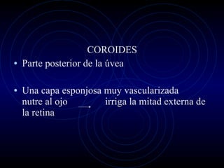 COROIDES Parte posterior de la úvea Una capa esponjosa muy vascularizada  nutre al ojo  irriga la mitad externa de la retina 