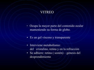VITREO Ocupa la mayor parte del contenido ocular manteniendo su forma de globo. Es un gel viscoso y transparente Interviene metabolismo: del  cristalino, retina y en la refracción  Se adhiere: retina ( sostén) – génesis del desprendimiento  
