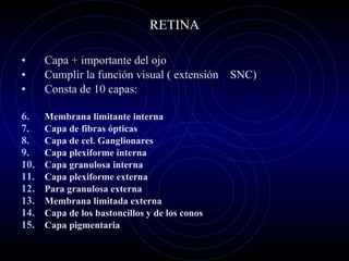 RETINA Capa + importante del ojo Cumplir la función visual ( extensión  SNC) Consta de 10 capas: Membrana limitante interna Capa de fibras ópticas Capa de cel. Ganglionares Capa plexiforme interna Capa granulosa interna Capa plexiforme externa Para granulosa externa Membrana limitada externa Capa de los bastoncillos y de los conos Capa pigmentaria 