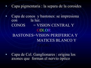Capa pigmentaria : la separa de la coroides Capa de conos  y bastones: se impresiona con  la luz. CONOS  = VISION CENTRAL Y  C O L O R BASTONES=VISION PERIFERICA Y MATICES BLANCO Y  NEGRO  Capa de Cel. Ganglionares : origina los axones que  forman el nervio óptico 