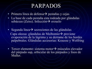 PARPADOS Primera línea de defensa   pestañas y cejas La base de cada pestaña esta rodeada por glándulas sebáceas (Zeiss). Infección   orzuelo Segunda línea   secreciones de las glándulas Capa oleosa: glándulas de Meibomio   previene evaporación de la lágrima y su derrame de los bordes palpebrales. Glándulas accesorias: Krausse y Wolfring Tercer elemento: sistema motor   músculos elevador del párpado sup, orbicular de los párpados y lisos de Muller. 