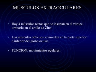 MUSCULOS EXTRAOCULARES Hay 4 músculos rectos que se insertan en el vértice orbitario en el anillo de Zinn. Los músculos oblicuos se insertan en la parte superior e inferior del globo ocular. FUNCION: movimientos oculares. 