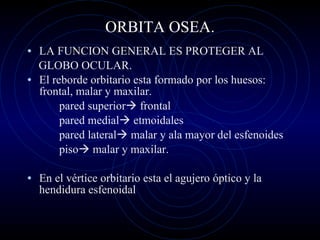 ORBITA OSEA. LA FUNCION GENERAL ES PROTEGER AL GLOBO OCULAR. El reborde orbitario esta formado por los huesos: frontal, malar y maxilar. pared superior   frontal pared medial   etmoidales pared lateral   malar y ala mayor del esfenoides piso   malar y maxilar. En el vértice orbitario esta el agujero óptico y la hendidura esfenoidal 