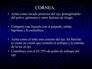 CORNEA. Actúa como escudo protector del ojo, protegiéndolo del polvo, gérmenes y otros factores de riesgo. Comparte esta función con el párpado, orbita, lagrimas y la esclerótica.  Actúa como el lente mas externo del ojo. Su función es como un cristal que controla el enfoque y la entrada de la luz al ojo. Contribuye con el 65-75% de poder de enfoque del ojo. 