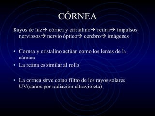 CÓRNEA Rayos de luz   córnea y cristalino   retina   impulsos nerviosos   nervio óptico   cerebro   imágenes Cornea y cristalino actúan como los lentes de la cámara  La retina es similar al rollo La cornea sirve como filtro de los rayos solares UV(daños por radiación ultravioleta) 