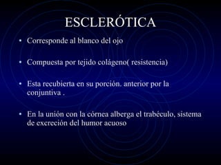 ESCLERÓTICA Corresponde al blanco del ojo Compuesta por tejido colágeno( resistencia) Esta recubierta en su porción. anterior por la conjuntiva . En la unión con la córnea alberga el trabéculo, sistema de excreción del humor acuoso 