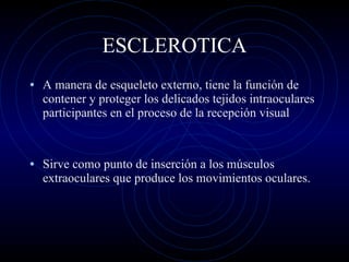 ESCLEROTICA A manera de esqueleto externo, tiene la función de contener y proteger los delicados tejidos intraoculares participantes en el proceso de la recepción visual Sirve como punto de inserción a los músculos extraoculares que produce los movimientos oculares. 