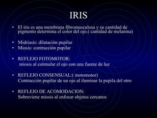IRIS El iris es una membrana fibromusculosa y su cantidad de pigmento determina el color del ojo.( cantidad de melanina) Midriasis: dilatación pupilar Miosis: contracción pupilar REFLEJO FOTOMOTOR: miosis al estimular el ojo con una fuente de luz REFLEJO CONSENSUAL:( motomotor) Contracción pupilar de un ojo al iluminar la pupila del otro REFLEJO DE ACOMODACION: Sobreviene miosis al enfocar objetos cercanos 