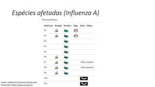 Espécies afetadas (Influenza A)
Fonte: Centers for Disease Control and
Prevention (http://www.cdc.gov/)
 
