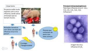 Gripe Suína Principais Estirpes(patogénicas):
•Sub-tipos Influenza vírus A - H1N1 ;
H1N2; H2N1 ; H3N1 ; H3N2 ; H2N3
•Influenza C
Imagem do vírus
Influenza A H1N1
Os porcos estão muito
expostos com o vírus
Influenza, tendo várias
anticorpos que os
tornam imunes.
Mutações Geneticas
com vários sub-tipos de
Influenza virus A no
porco!!
Pessoas que
contactam de
perto com
estes animais.
Contágio
Patogenicidade
 