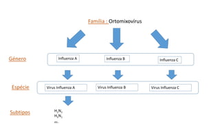 Família : Ortomixovírus
Influenza A Influenza B Influenza CGénero
Virus Influenza A Virus Influenza B Virus Influenza CEspécie
H1N1
H5N1
etc..
Subtipos
 
