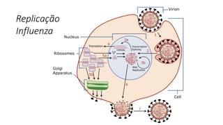 Replicação
Influenza
 