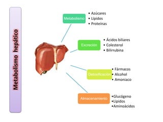 Metabolismo 
• Azúcares 
• Lípidos 
• Proteínas 
Excreción 
• Ácidos biliares 
• Colesterol 
• Bilirrubina 
Detoxificación 
• Fármacos 
• Alcohol 
• Amoniaco 
Almacenamiento 
•Glucógeno 
•Lípidos 
•Aminoácidos 
Metabolismo hepático 
 