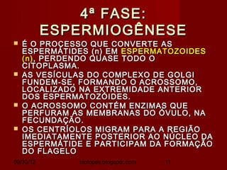 4ª FASE:
           ESPERMIOGÊNESE
   É O PROCESSO QUE CONVERTE AS
    ESPERMÁTIDES (n) EM ESPERMATOZOIDES
    (n) , PERDENDO QUASE TODO O
    CITOPLASMA.
   AS VESÍCULAS DO COMPLEXO DE GOLGI
    FUNDEM-SE, FORMANDO O ACROSSOMO,
    LOCALIZADO NA EXTREMIDADE ANTERIOR
    DOS ESPERMATOZÓIDES.
   O ACROSSOMO CONTÉM ENZIMAS QUE
    PERFURAM AS MEMBRANAS DO ÓVULO, NA
    FECUNDAÇÃO.
   OS CENTRÍOLOS MIGRAM PARA A REGIÃO
    IMEDIATAMENTE POSTERIOR AO NÚCLEO DA
    ESPERMÁTIDE E PARTICIPAM DA FORMAÇÃO
    DO FLAGELO
09/30/12      biolopes.blogspot.com   11
 